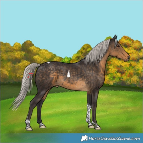 Horse Color:Silver Smoky Black Tobiano 