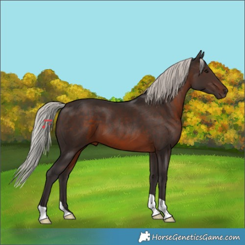 Horse Color:Silver Brown