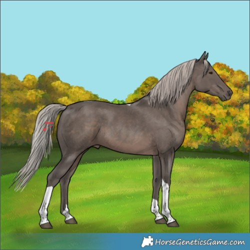Horse Color:Silver Black Tobiano 