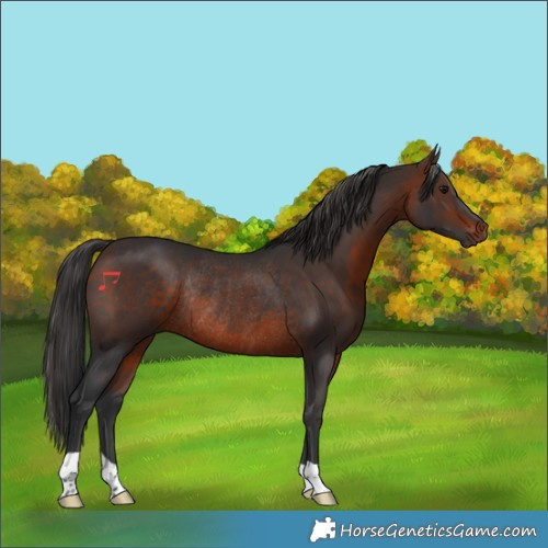 Horse Color:Brown Rabicano 