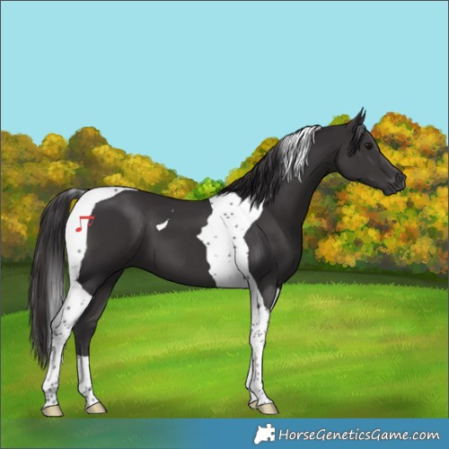 Horse Color:Smoky Black Tobiano 