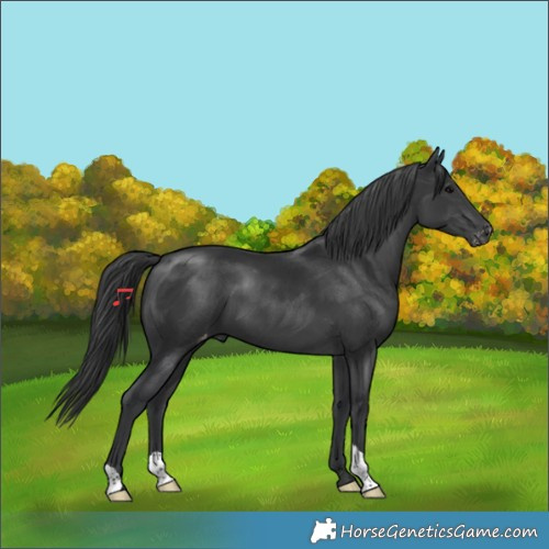 Horse Color:Black Appaloosa