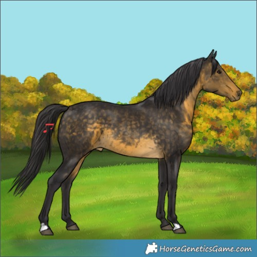 Horse Color:Buckskin 