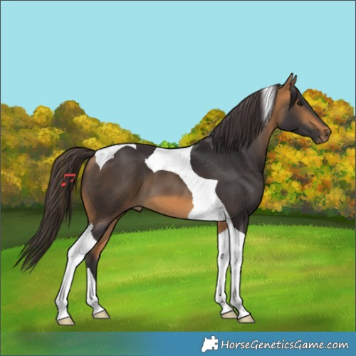 Horse Color:Buckskin Tobiano 