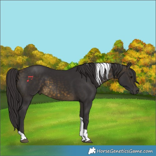 Horse Color:Buckskin Tobiano