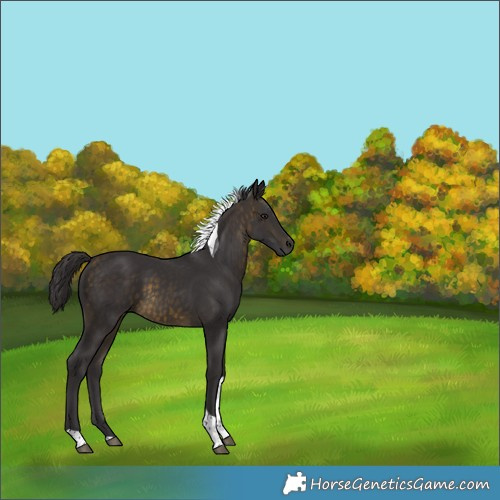 Horse Color:Buckskin Tobiano 