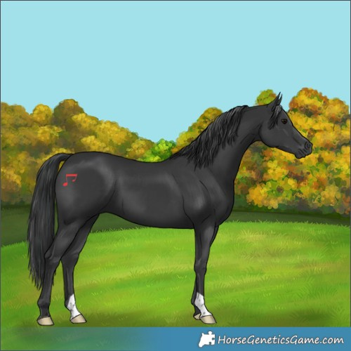 Horse Color:Black 