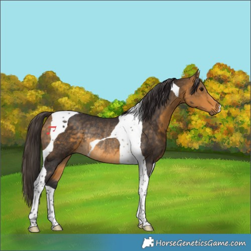 Horse Color:Buckskin Tobiano Rabicano