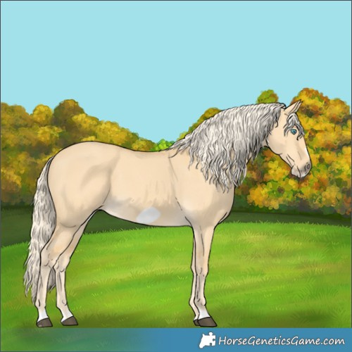 Horse Color:Palomino Dun Frame 