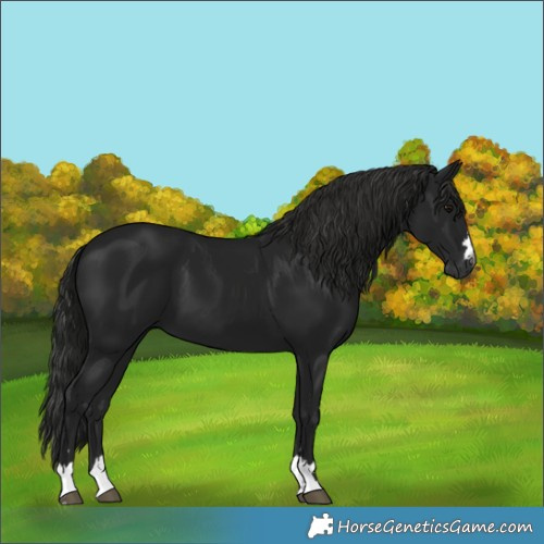 Horse Color:Unknown 