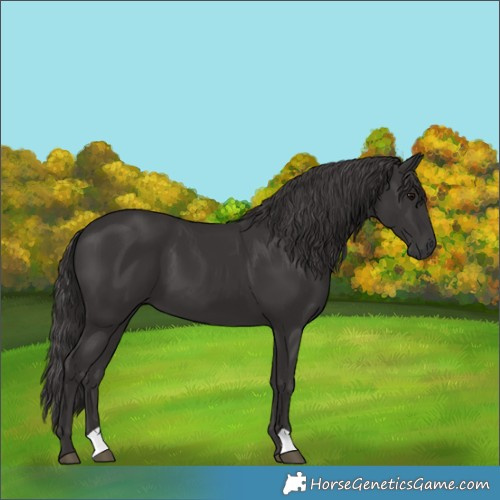 Horse Color:Unknown 
