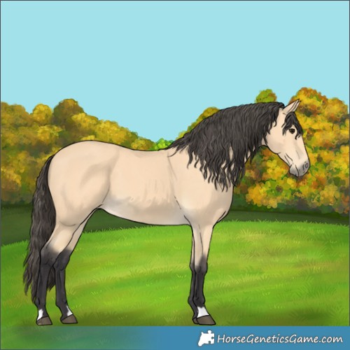 Horse Color:Unknown 