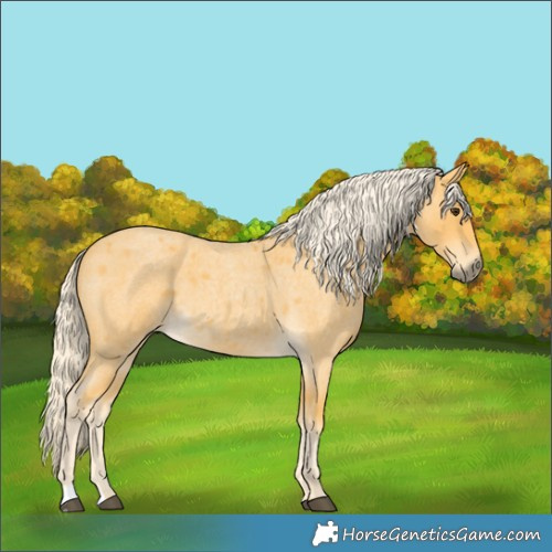 Horse Color:Palomino Roan 