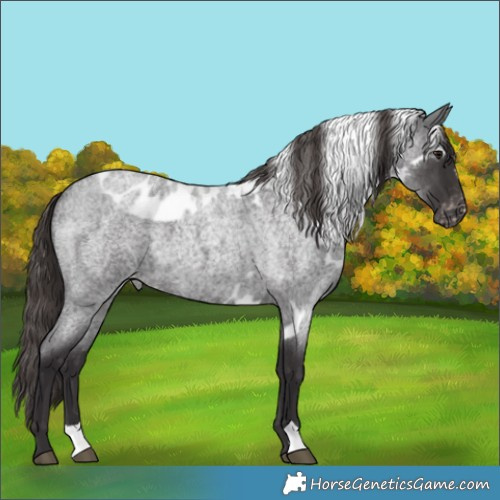 Horse Color:Smoky Blue Roan Skewed LP Spotted 