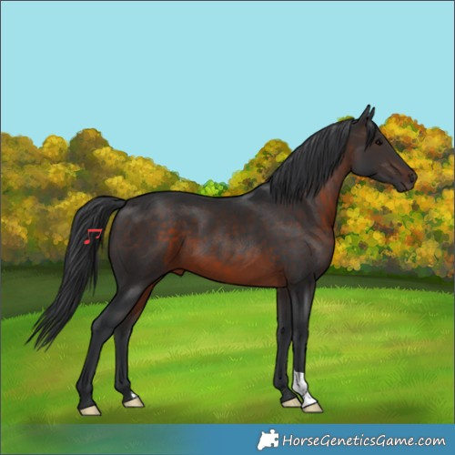 Horse Color:Brown 