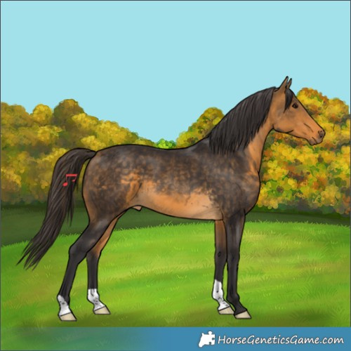Horse Color:Buckskin 