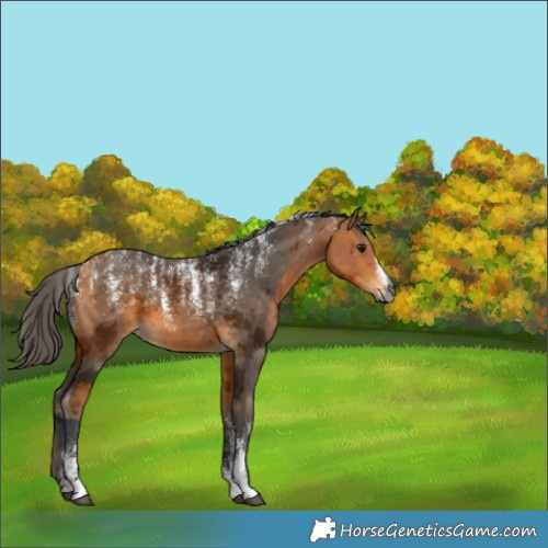 Horse Color:Powder White Gray Buckskin Merle 