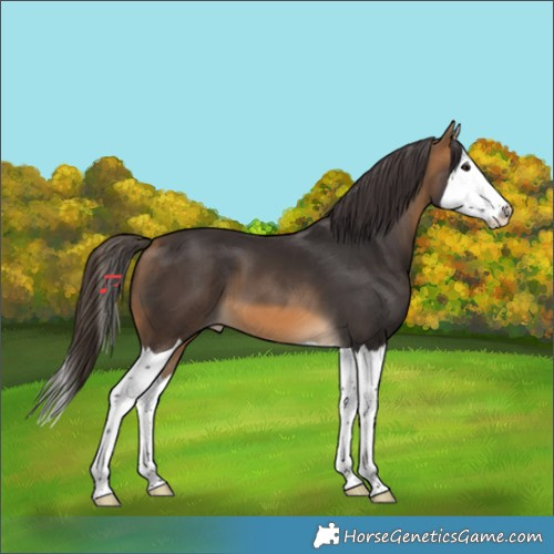 Horse Color:Buckskin Splash
