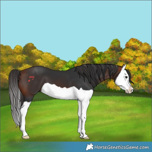 Horse Color:Bay Splash 