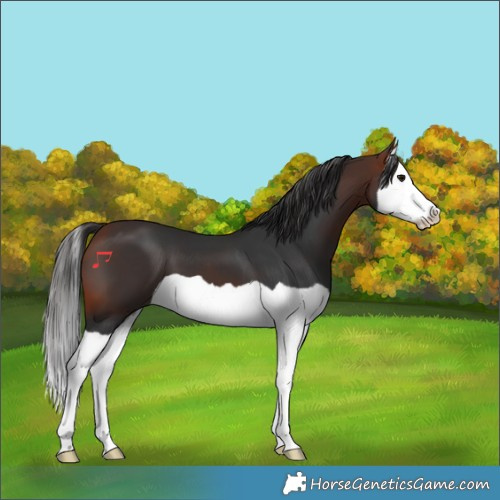 Horse Color:Bay Splash 