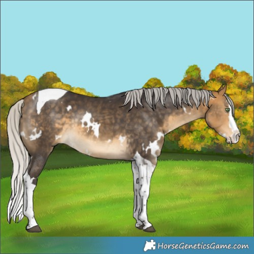 Horse Color:White Spotted Silver Buckskin Splash Tobiano Rabicano 