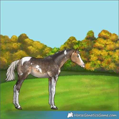 Horse Color:White Spotted Silver Buckskin Splash Tobiano Rabicano 