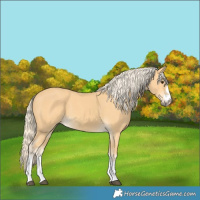 Horse Color:Palomino 