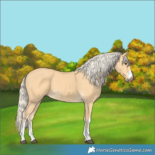 Horse Color:Palomino