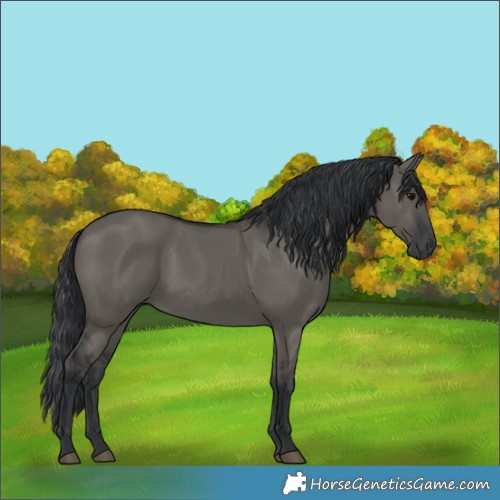 Horse Color:Grullo 