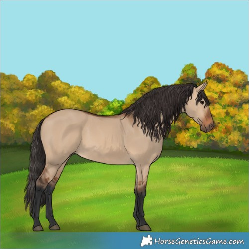 Horse Color:Bay Dun 