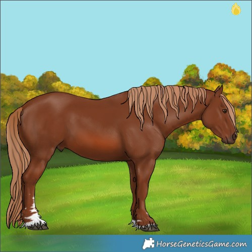 Horse Color:Chestnut 