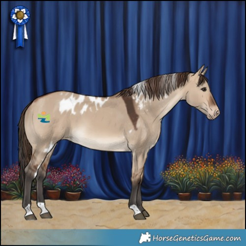 Horse Color:Bay Dun Skewed Appaloosa