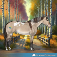 Horse Color:Bay Dun Skewed Appaloosa