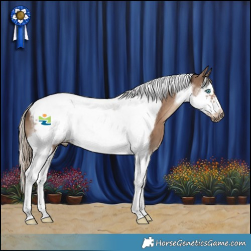 Horse Color:Liver Red Dun Splash Tobiano Frame