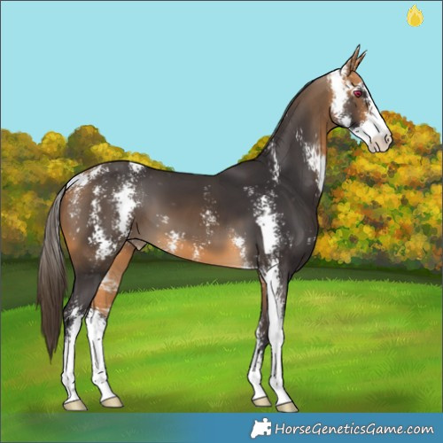 Horse Color:Buckskin Sabino Appaloosa 