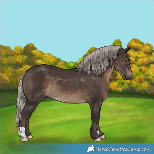Horse Color:Gray Silver Black 