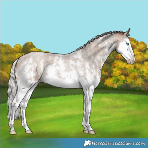 Horse Color:Silver Brown Roan Dun Sabino Splash 