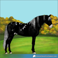 Horse Color:Brown Dun Sabino Splash 
