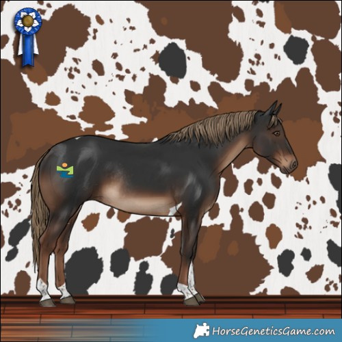 Horse Color:Liver Chestnut Tobiano Rabicano 