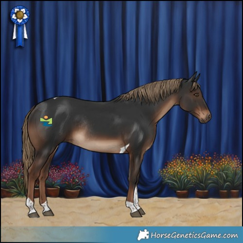 Horse Color:Liver Chestnut Tobiano Rabicano