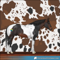 Horse Color:Brown Tobiano 