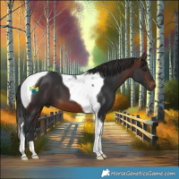 Horse Color:Brown Tobiano 