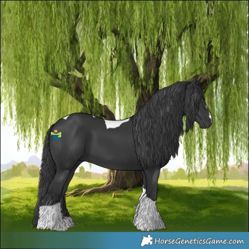 Horse Color:Black Tobiano 