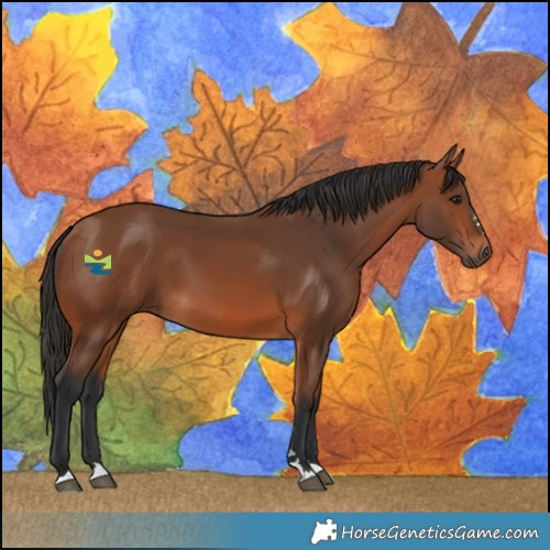 Horse Color:Bay 