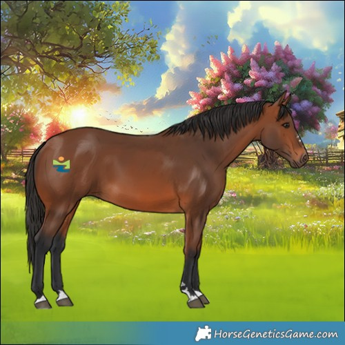 Horse Color:Bay 
