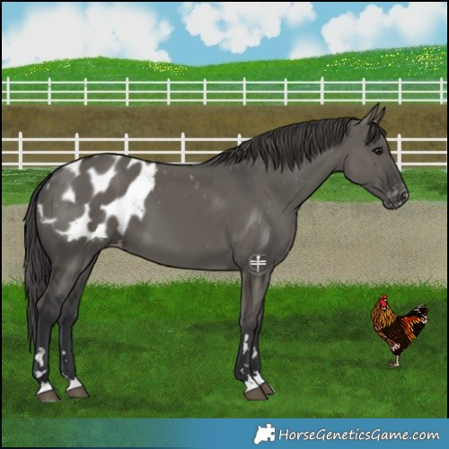 Horse Color:Grullo Blanket