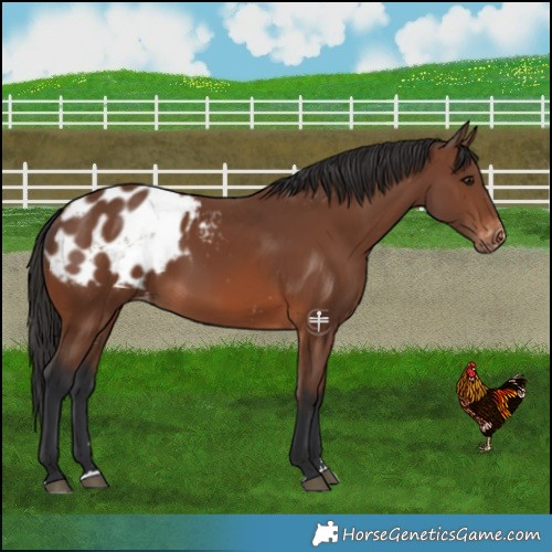 Horse Color:Brown Blanket 