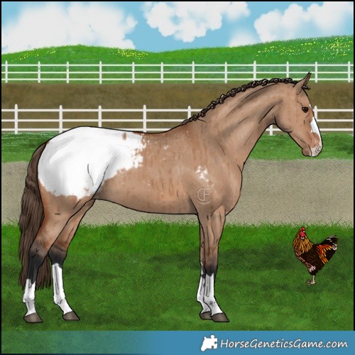 Horse Color:Bay Dun Snowcap Brindle