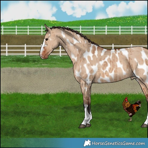 Horse Color:Bay Dun Near Leopard Brindle 