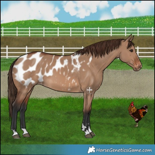 Horse Color:Brown Dun Blanket 